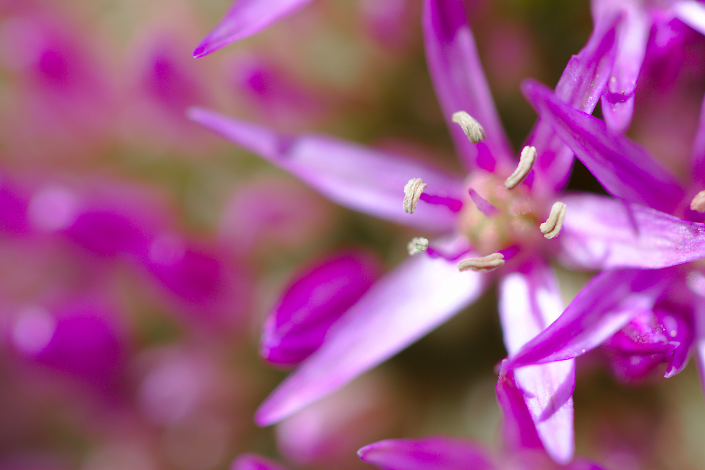 Purple Fragrance